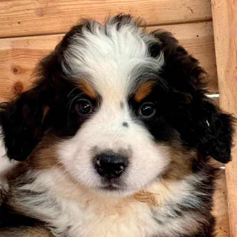 Meet your Posher, Trinity